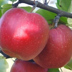 Gala Apples